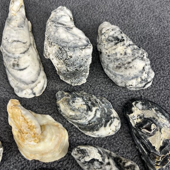 Vintage Oyster Shells Lot 20 Natural Bulk Decor Craft 1-5 Inches Assorted Sizes - Picture 5 of 16